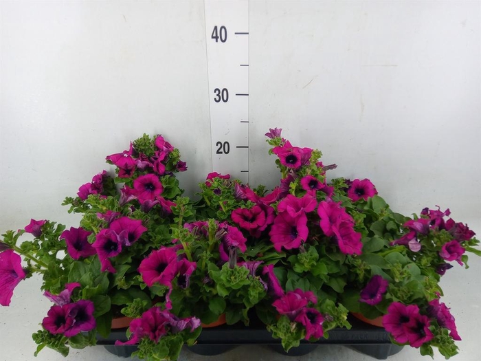 <h4>Petunia  'Sunpleasure Purple'</h4>