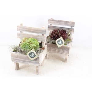 arr4 Semp JS - Houten stoel x6