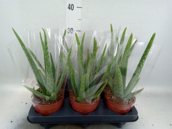 <h4>Aloe vera</h4>