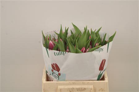 <h4>Tu En Kamaliya</h4>