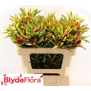 LEUCAD AYOBA CH PEAR