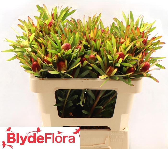 <h4>LEUCAD AYOBA CH PEAR</h4>