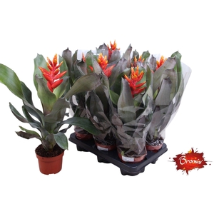 Aechmea pepita