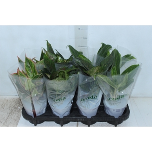 AGLAONEMA VARIADA P12