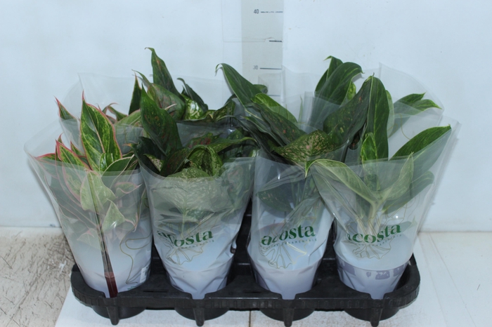 <h4>AGLAONEMA VARIADA P12</h4>