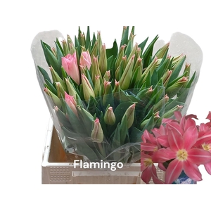 Tu Li Flamingo Paradise