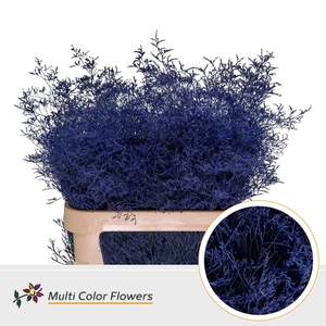 Limonium Beltlaard Blauw Donker