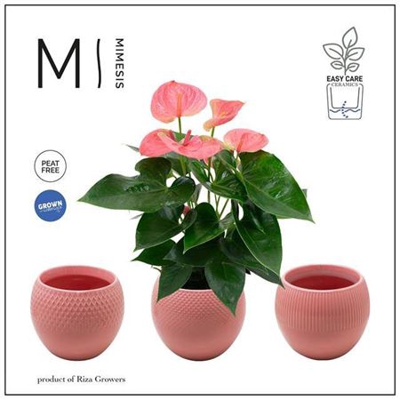 <h4>Anthu An Pink Keramiek Bolivia Pink</h4>