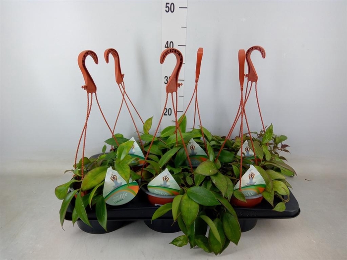 <h4>Hoya  'Sunrise'</h4>