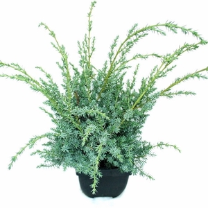 Juniperus chinensis 'Blue Alps' P17