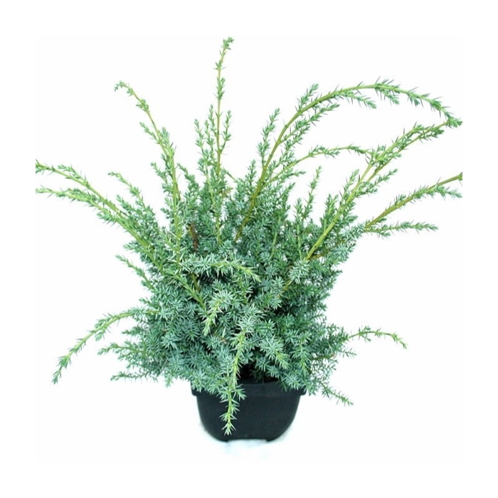 <h4>Juniperus chinensis 'Blue Alps' P17</h4>