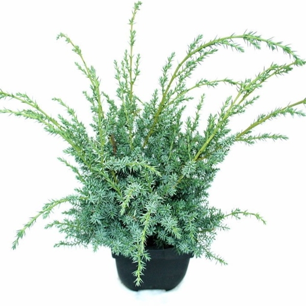 <h4>Juniperus chinensis 'Blue Alps' P17</h4>