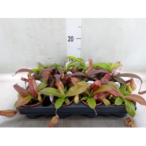 Nepenthes    ...