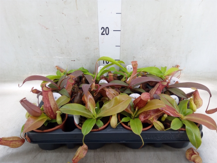 <h4>Nepenthes    ...</h4>