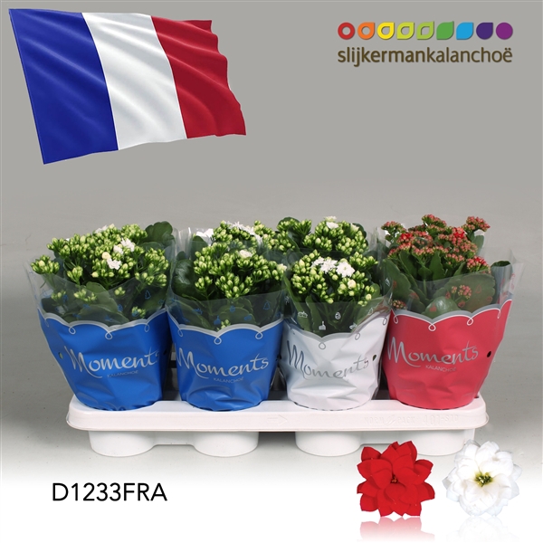<h4>Kalanchoe Moments - France flag</h4>