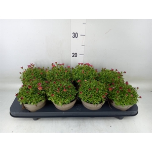 Saxifraga arend. 'Touran Deep Red'