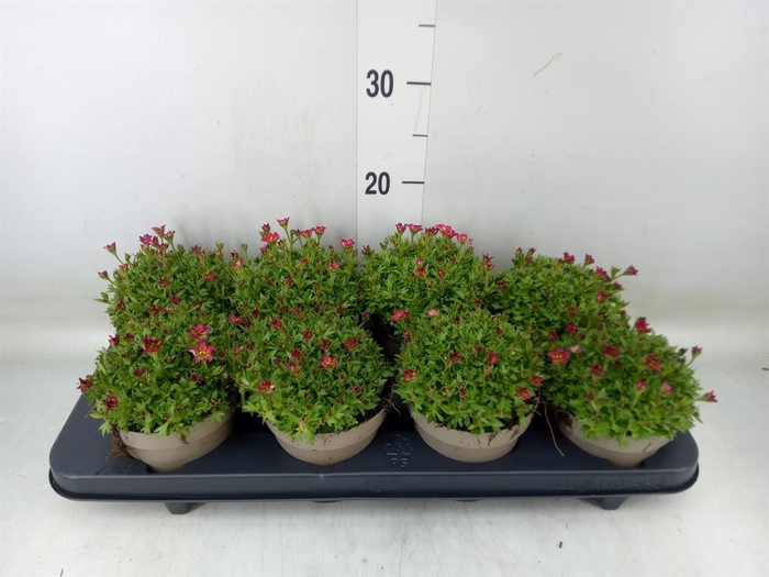 <h4>Saxifraga arend. 'Touran Deep Red'</h4>
