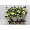 ANTHURIUM VANILLA P09 PREMIUM