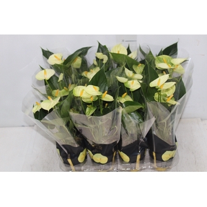 ANTHURIUM VANILLA P09 PREMIUM