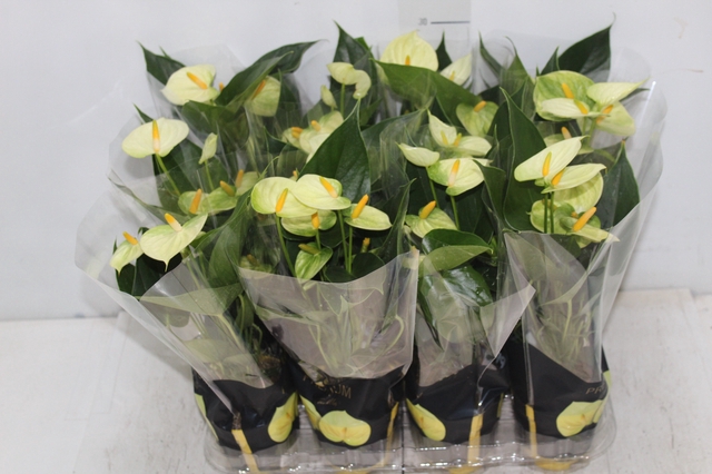 <h4>ANTHURIUM VANILLA P09 PREMIUM</h4>