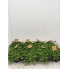 Pilea depressa