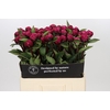 Paeonia Red Sarah Bernhardt