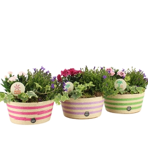 31602: Outdoor summer arrangement