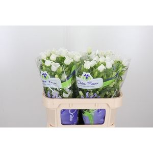 Campanula Champ Whit