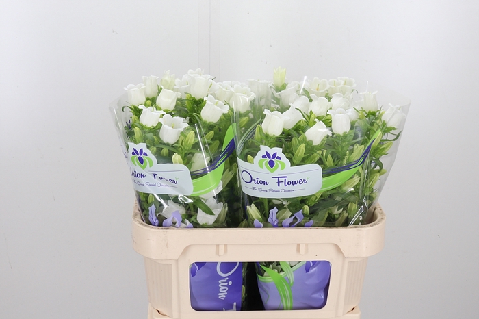 <h4>Campanula Champ Whit</h4>