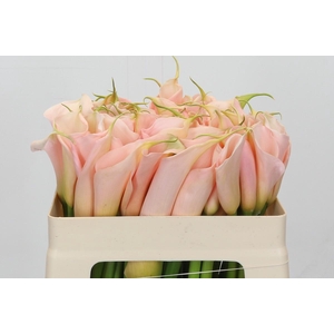 Zantedeschia Eydolls Salmon