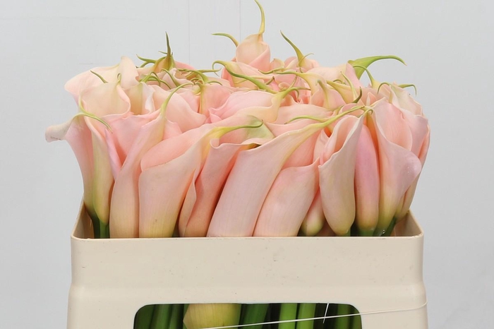 <h4>Zantedeschia Eydolls Salmon</h4>