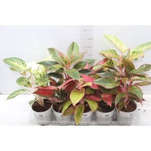 AGLAONEMA VARIADA P12
