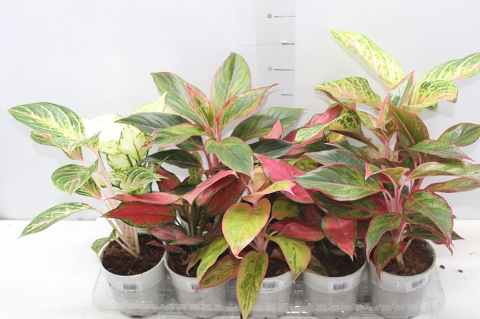 AGLAONEMA VARIADA P12