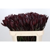 Leucadendron Saf Sunset Dark R.