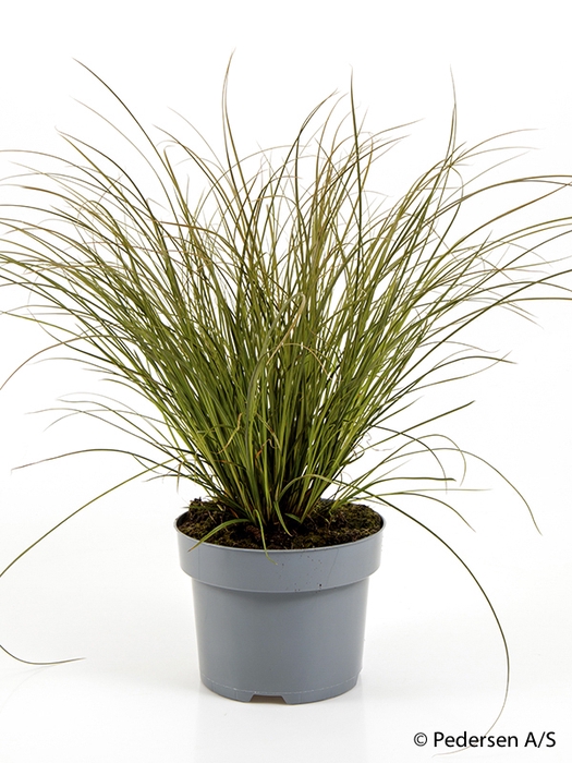 <h4>CAREX TESTACEA p17</h4>