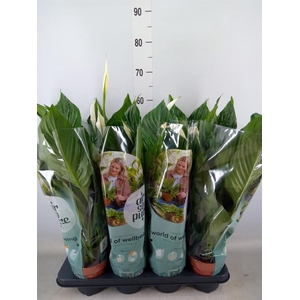 Spathiphyllum  'Pico Cupido'