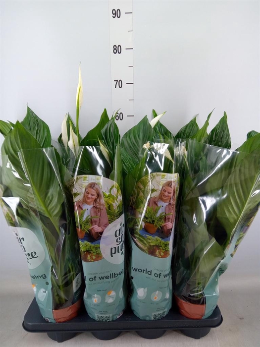 <h4>Spathiphyllum  'Pico Cupido'</h4>
