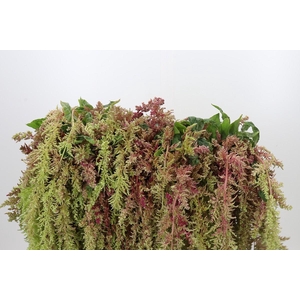 Amaranthus caudatus 'Magic Spider'