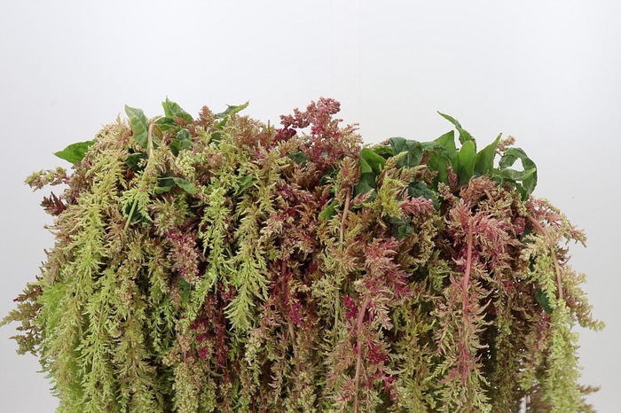 <h4>Amaranthus caudatus 'Magic Spider'</h4>