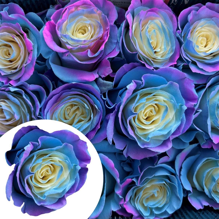 <h4>R Eq Tinted Blue Purple</h4>