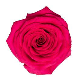 <h4>R Gr Gotcha Hot Pink 50cm EC</h4>