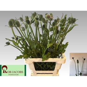 DIPSACUS