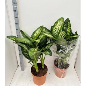 DIEFF SE TROPIC SNOW