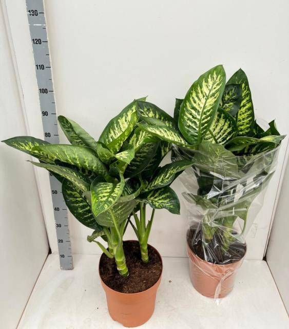 <h4>DIEFF SE TROPIC SNOW</h4>