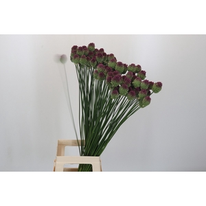 Allium Sphaerocephalon