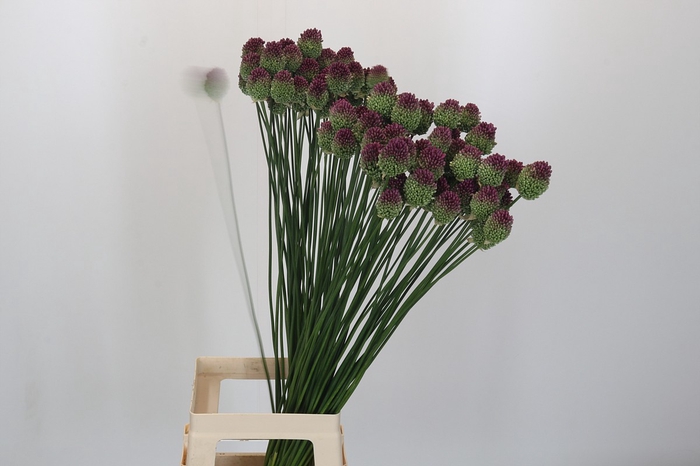 Allium Sphaerocephalon