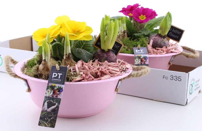 <h4>ARR PL IN SCHAAL</h4>