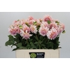 Dahlia Peaches