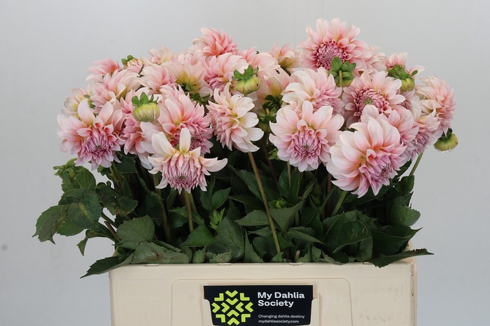 Dahlia Peaches