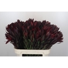 Leucadendron Saf Sunset Dark R.